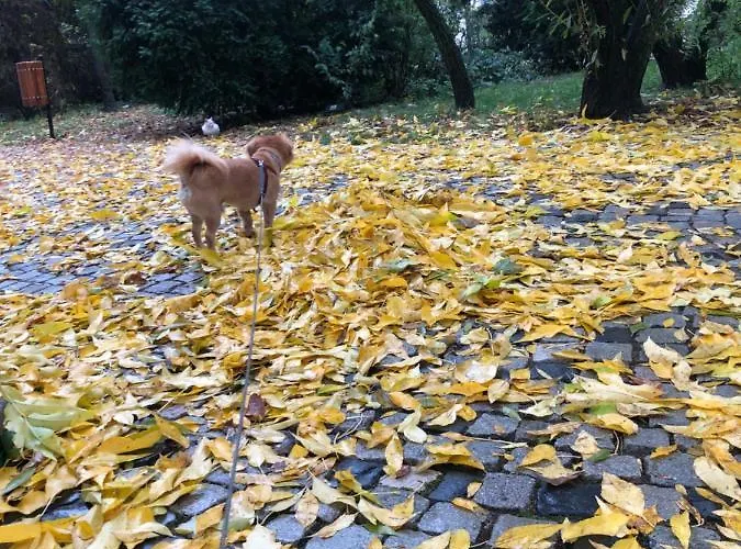 Charming Quiet Coltea Old Town In The Centre Of Apartament